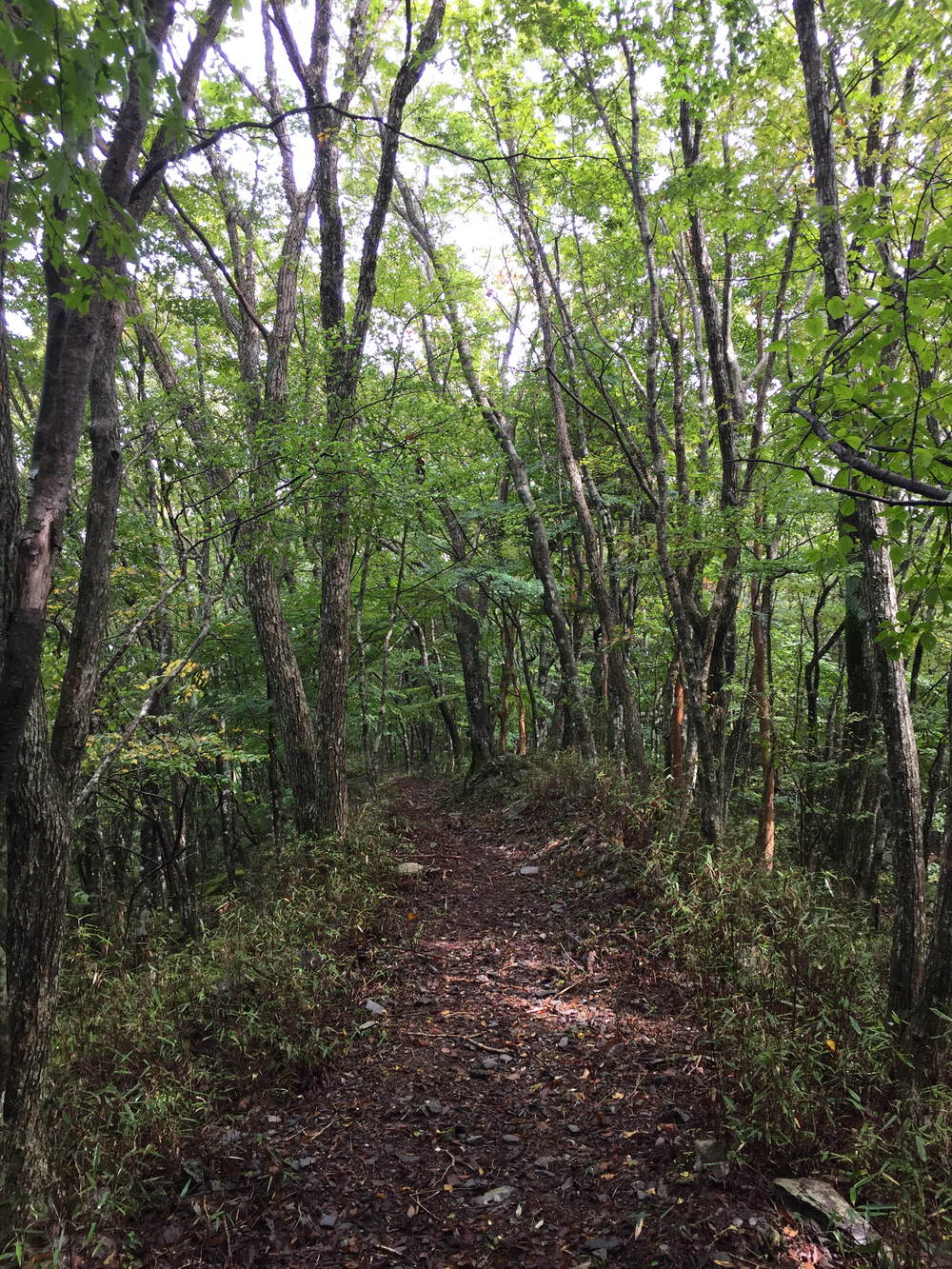 井川自然の家トレイル 8㎞の写真7