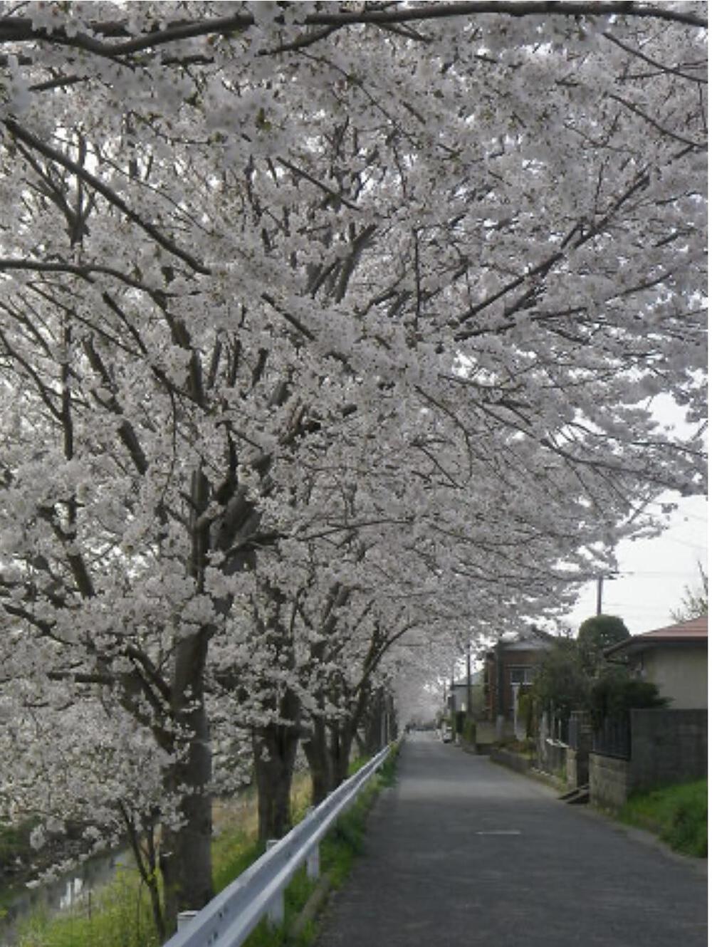 木更津太田山&矢那川沿い　往復7.6キロの写真4