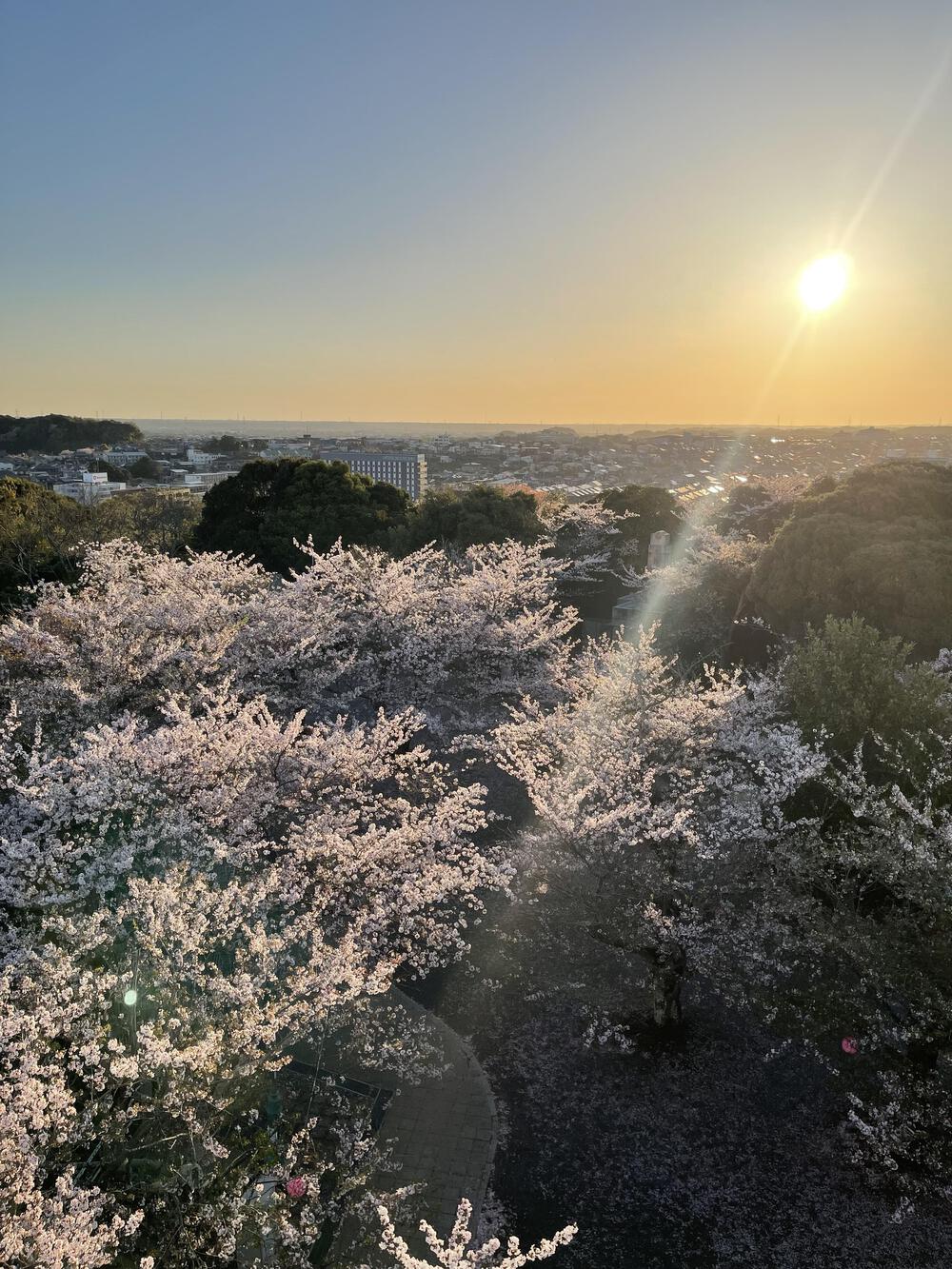 木更津太田山&矢那川沿い　往復7.6キロの写真8