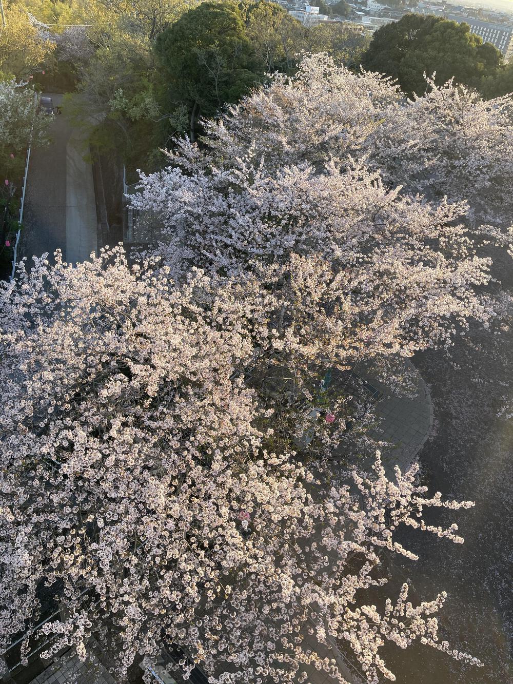 木更津太田山&矢那川沿い　往復7.6キロの写真9