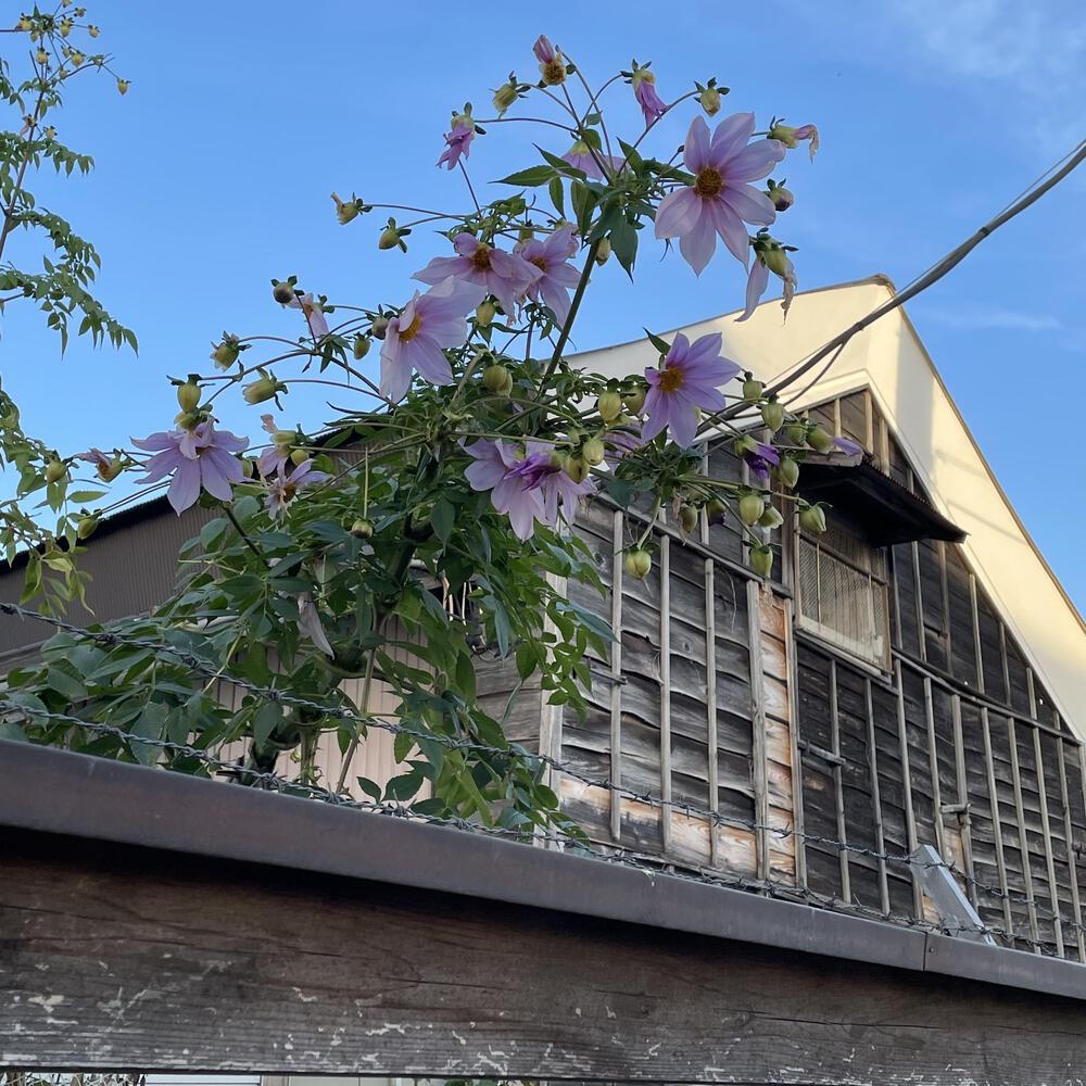 小江戸佐原の川岸の街並みと雄大な利根川河川敷の写真18