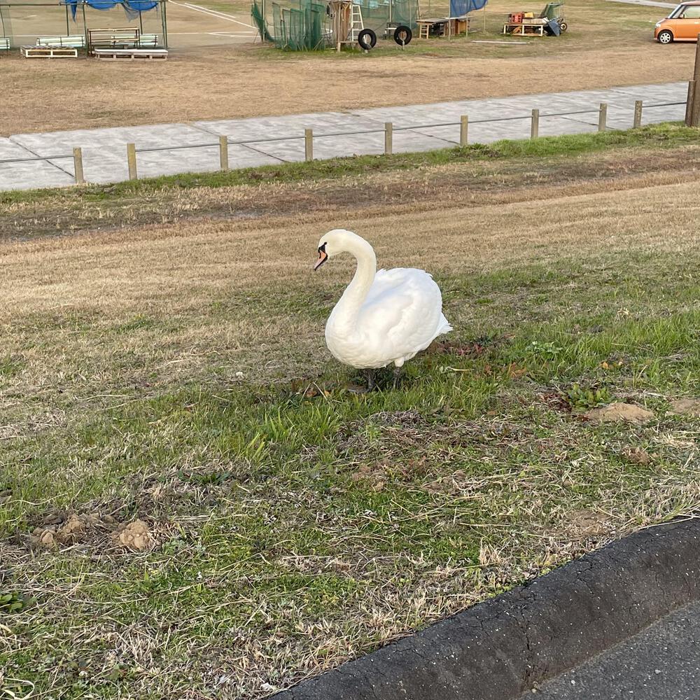 小江戸佐原の川岸の街並みと雄大な利根川河川敷の写真33