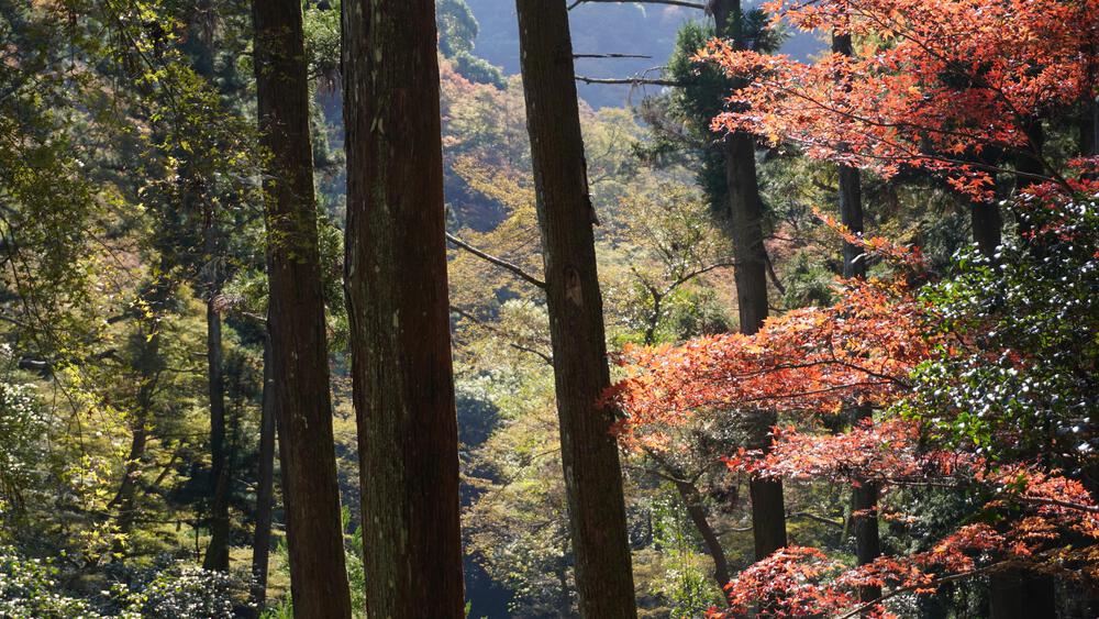 【大阪】駅チカの箕面の滝、地元民もたくさん走るコースの写真3