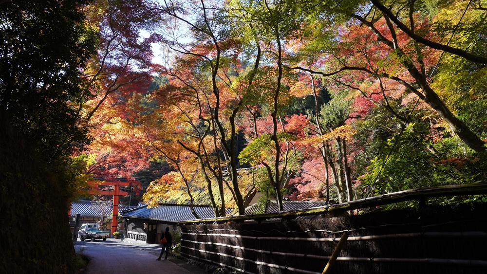 【紅葉の京都】嵐山で紅葉全開の寺巡り旅ラン、常人旅行者の2倍行動範囲で京都を楽しみまくるの写真7