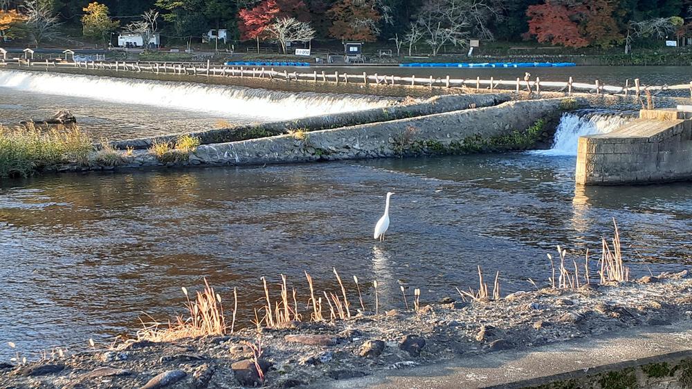 【紅葉の京都】嵐山で紅葉全開の寺巡り旅ラン、常人旅行者の2倍行動範囲で京都を楽しみまくるの写真11