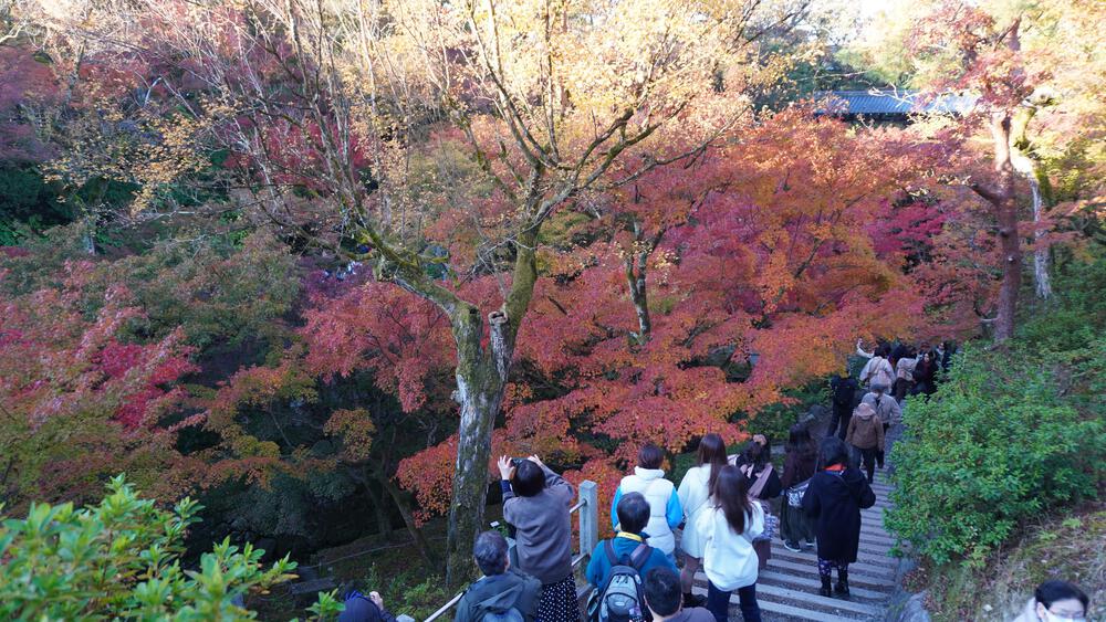 【京都】京都中心の紅葉絶景スポットを巡るコース、東福寺→今熊野神社→清水寺→南禅寺の写真3