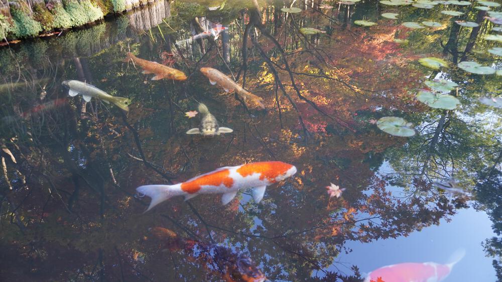 【京都】京都中心の紅葉絶景スポットを巡るコース、東福寺→今熊野神社→清水寺→南禅寺の写真10