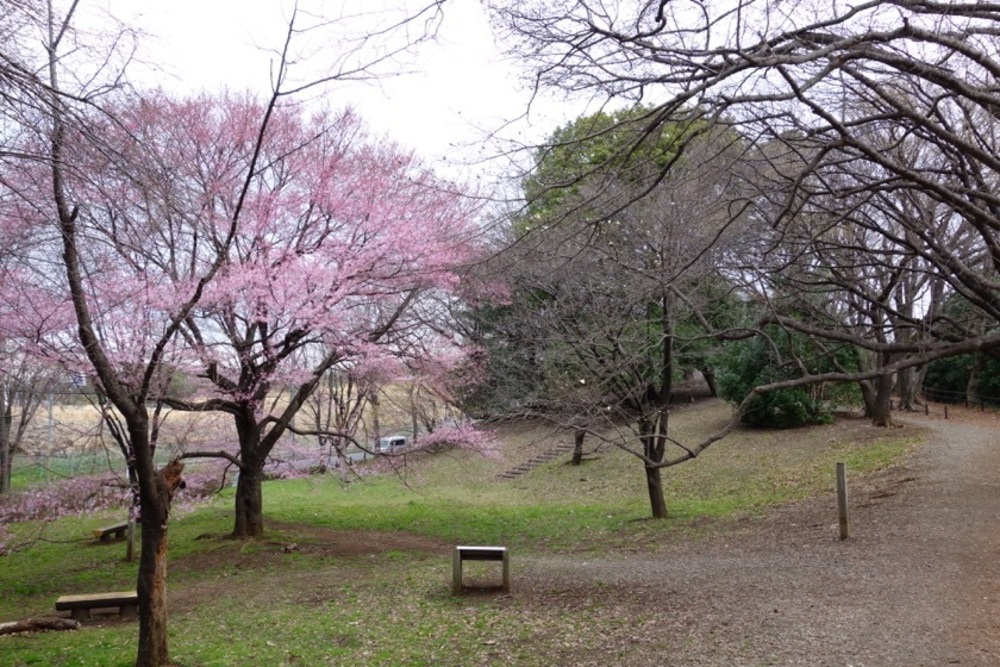 多摩よこやまの道の写真4