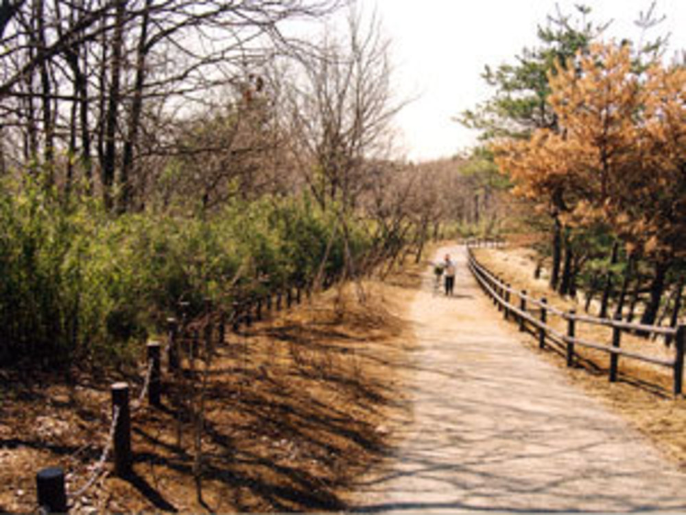 多摩よこやまの道の写真9