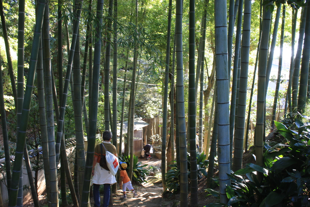 都会のオアシス・等々力渓谷の写真9