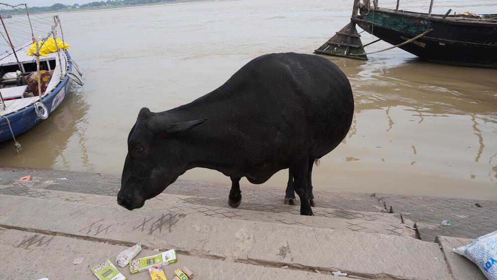 【インド】聖地ガンジスまで走ってたどり着く解放感が忘れられないッ！の写真10