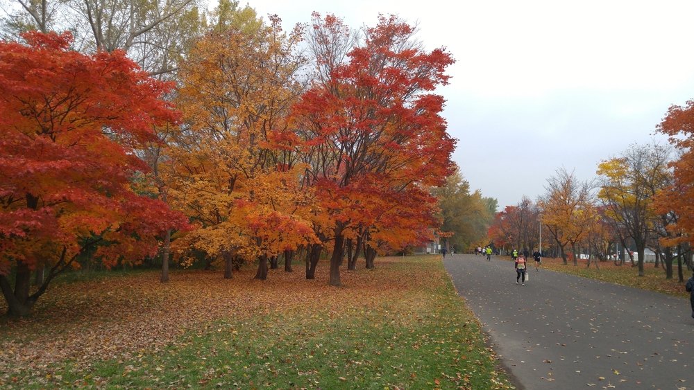 豊平川と真駒内公園から札幌の紅葉を楽しむコースの写真4