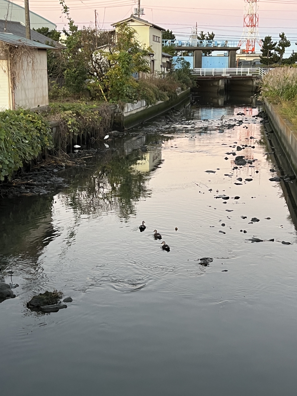 木更津　久津間海岸海中電柱往復の写真9