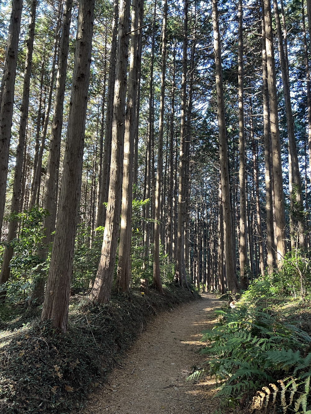 【トレイル】奥武蔵 日和田山〜物見山1wayの写真14