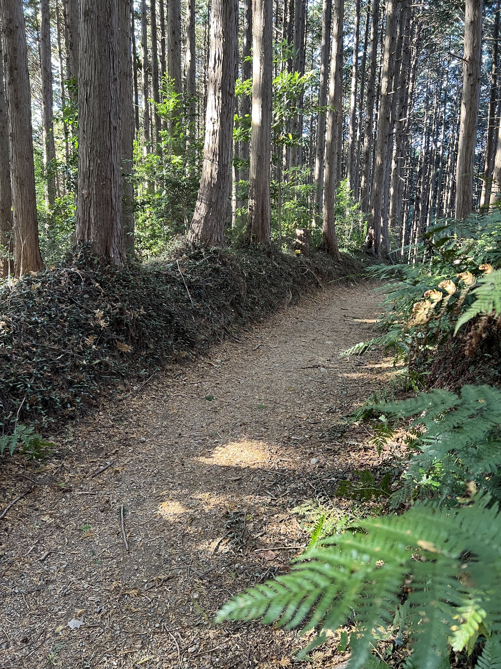 【トレイル】奥武蔵 日和田山〜物見山1wayの写真15