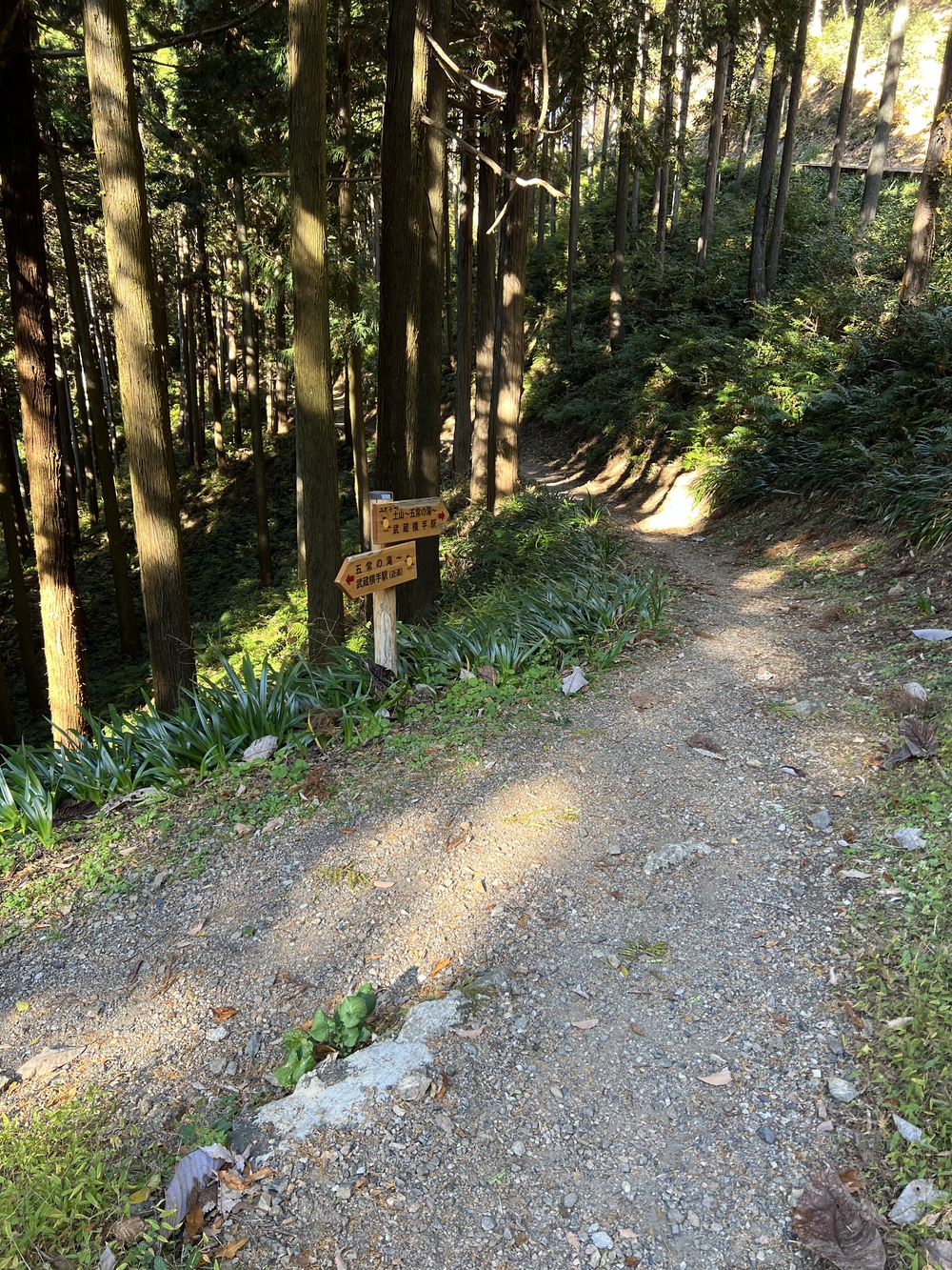 【トレイル】奥武蔵 日和田山〜物見山1wayの写真17