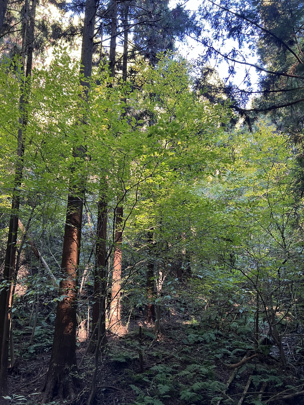 【トレイル】奥武蔵 日和田山〜物見山1wayの写真18