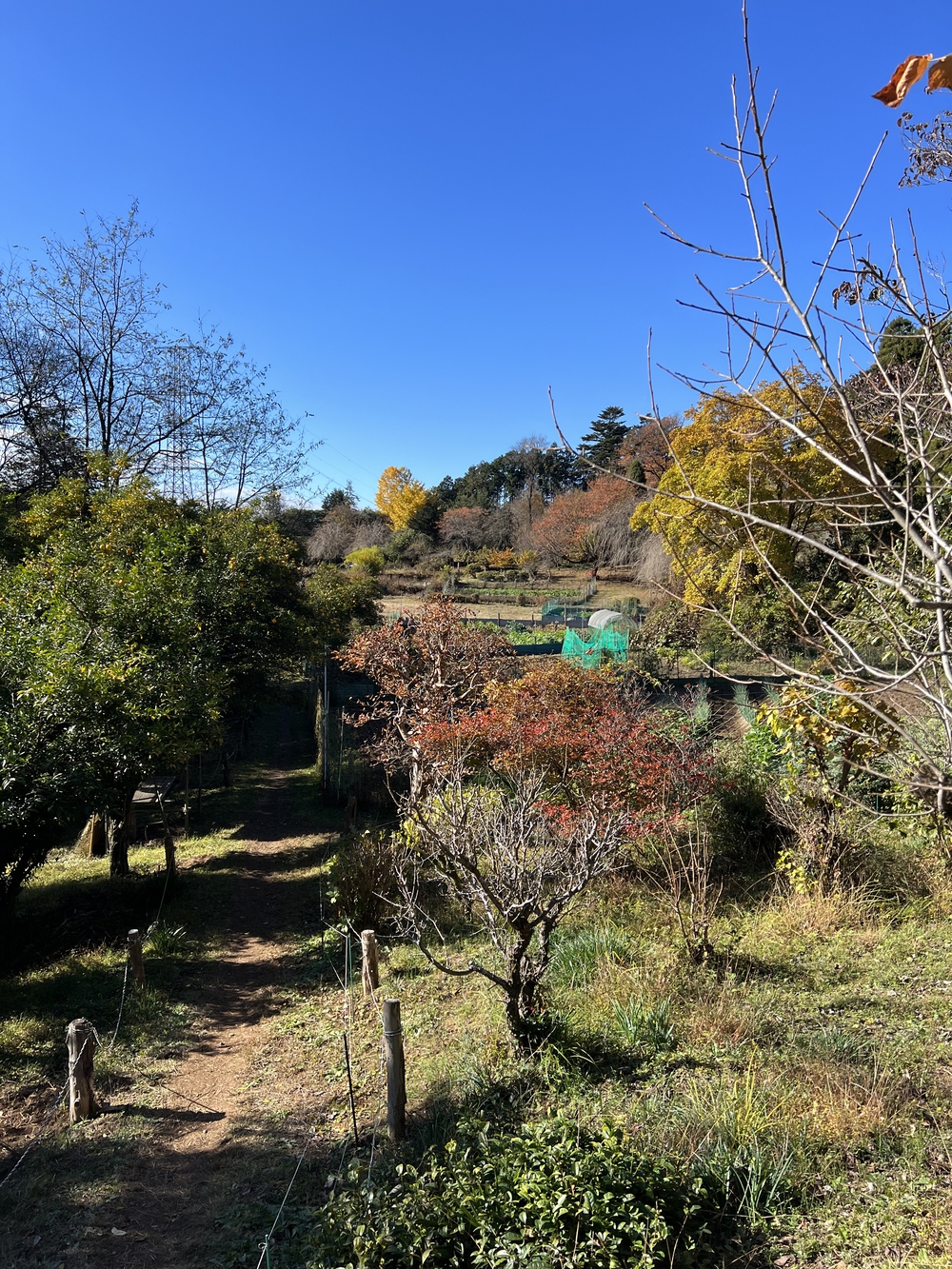 【トレイル】奥武蔵 日和田山〜物見山1wayの写真19