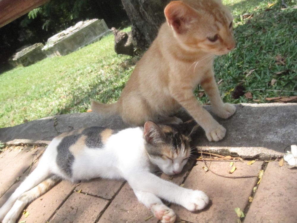 世界遺産の港町・マラッカ・素敵な休日の写真12