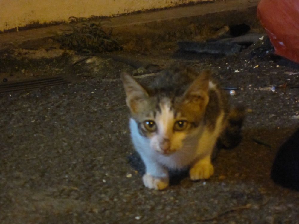 世界遺産の港町・マラッカ・素敵な休日の写真13