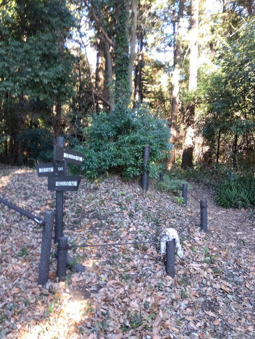 横浜瀬谷区　追分市民の森～瀬谷市民の森　トレイルの写真4