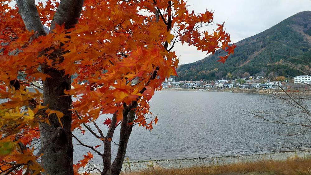 【動画あり】紅葉季節の河口湖は富士山だけじゃぁなく、もみじのトンネルが複数出現するランニング天国の写真4