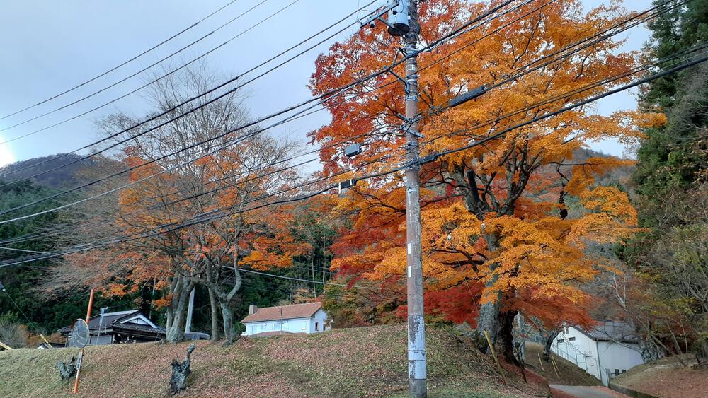 【動画あり】紅葉季節の河口湖は富士山だけじゃぁなく、もみじのトンネルが複数出現するランニング天国の写真5
