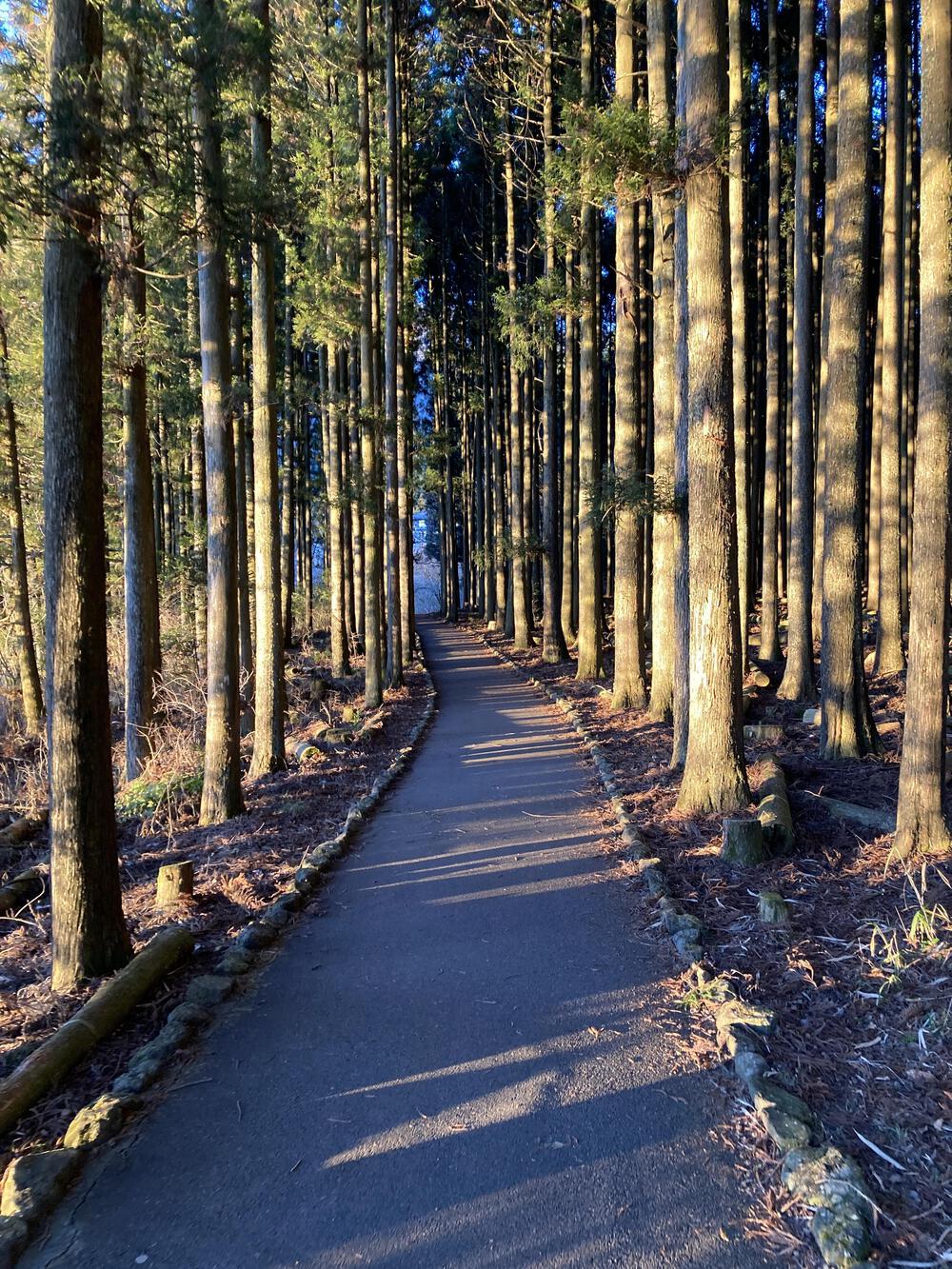 冬の朝の澄める富士に感動🥺富士田貫湖ラン♪の写真10
