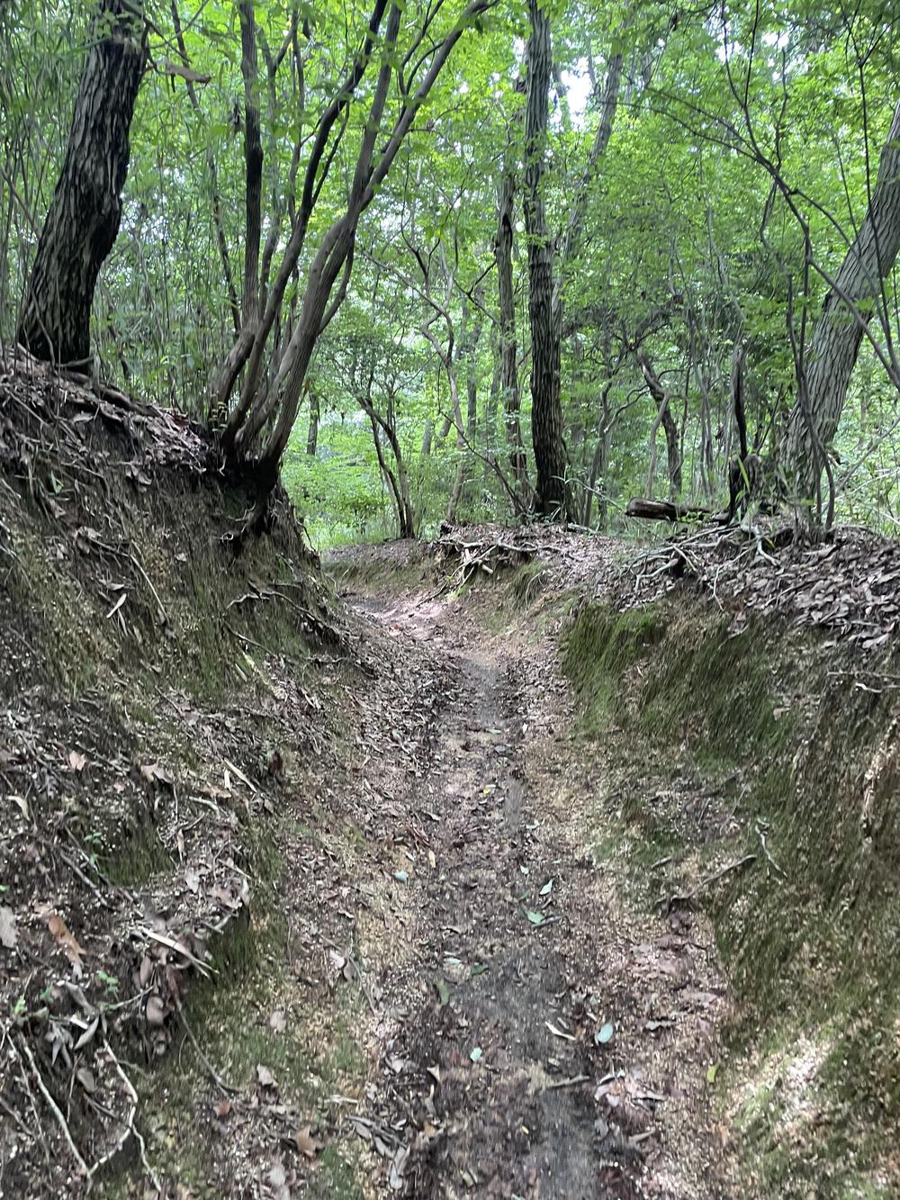 トレイル初心者、瓢箪山駅〜生駒山縦走コースをかじって銭湯までの写真4