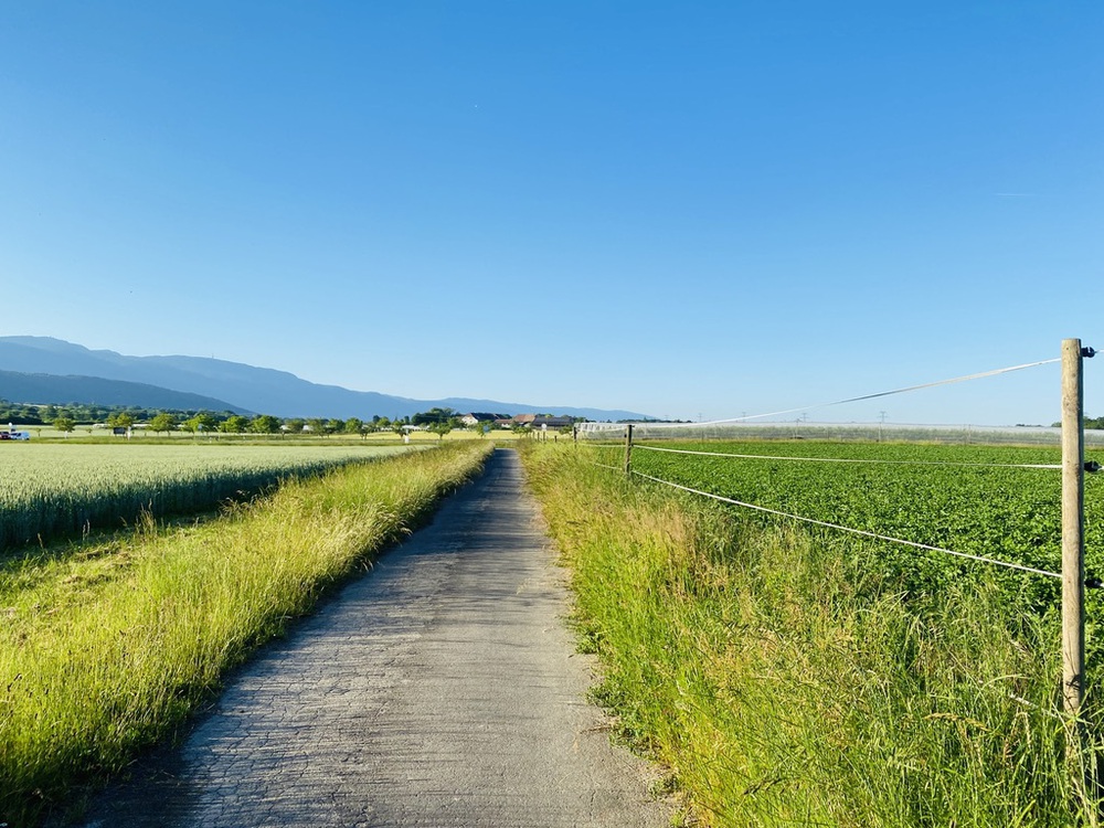 【スイス】Collex→Coppet【森を爆走し湖にin】の写真3