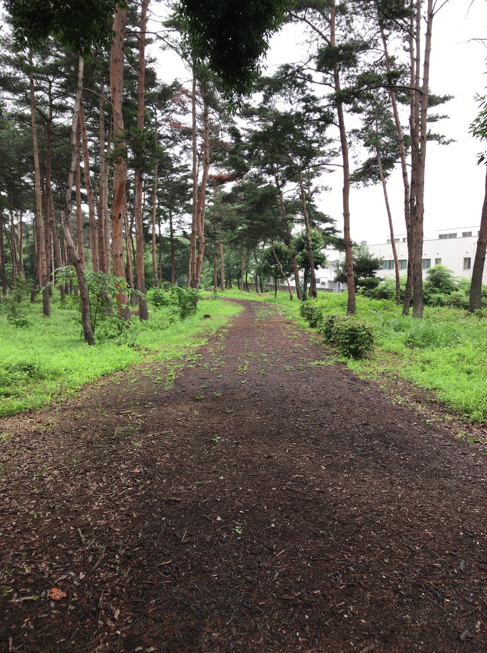 クロカンコース充実 御勅使南公園の写真4