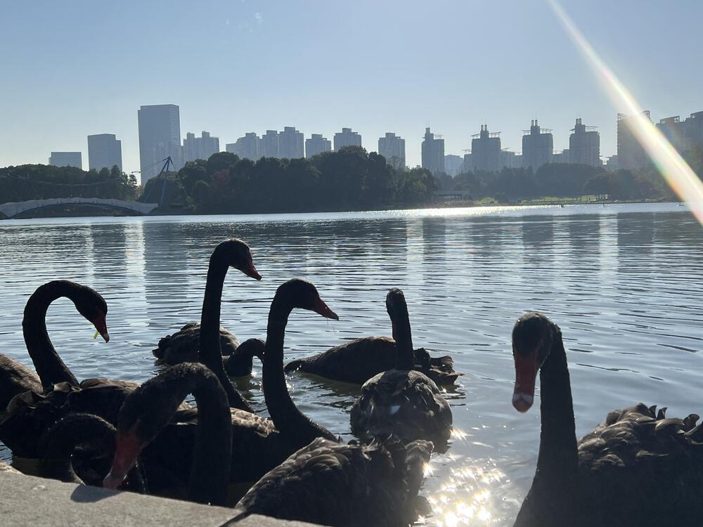 上海の世紀公園の写真6
