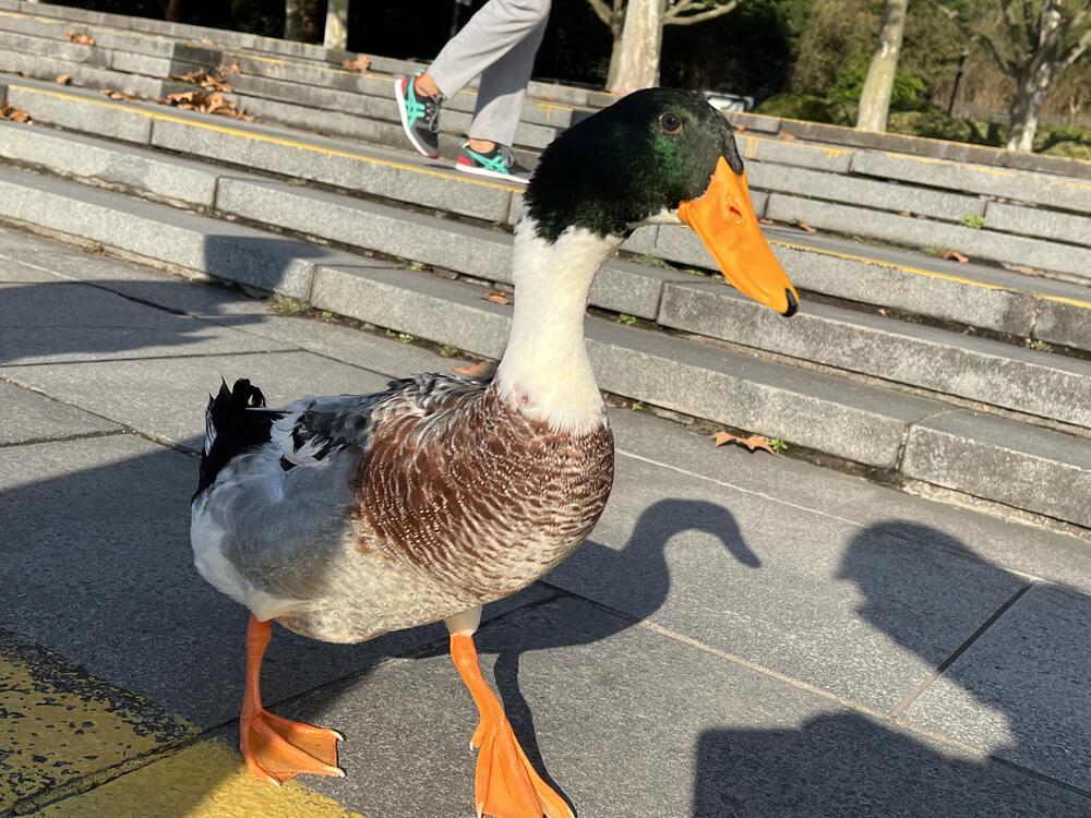 上海の世紀公園の写真7