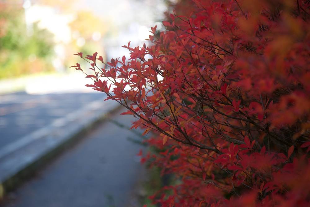 素晴らしい街並みと紅葉を感じる軽井沢の写真3