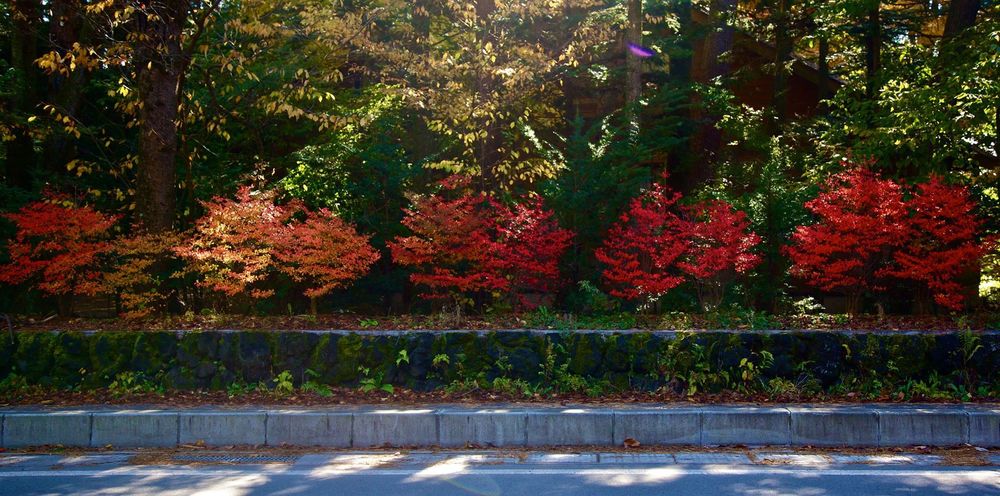 素晴らしい街並みと紅葉を感じる軽井沢の写真4
