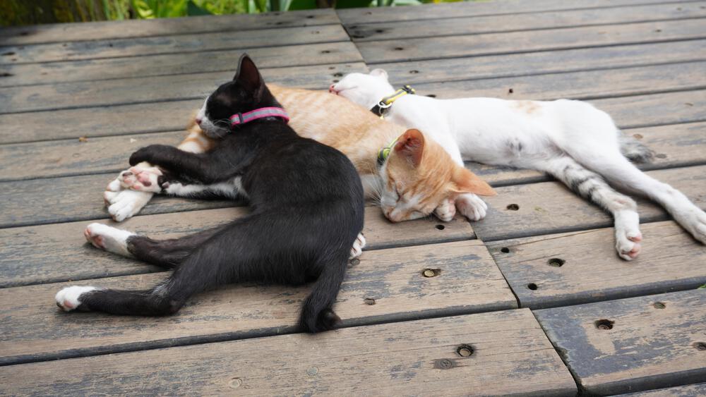 【バリ/ウブド、動画あり】ハーフの距離で観光スポットをコンプリートの写真3