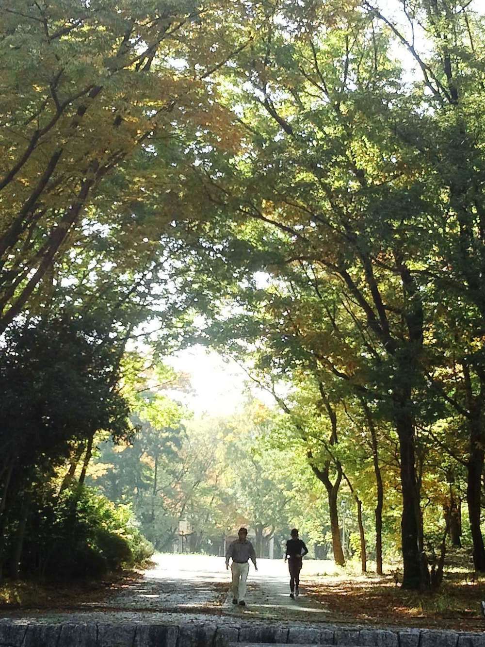 所沢航空記念公園-紅葉ＲＵＮの写真3