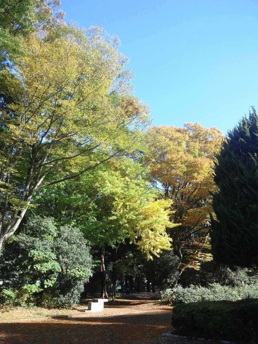 所沢航空記念公園-紅葉ＲＵＮの写真4