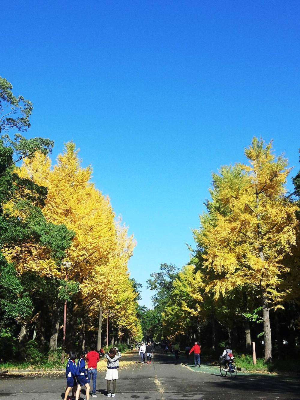 所沢航空記念公園-紅葉ＲＵＮの写真5