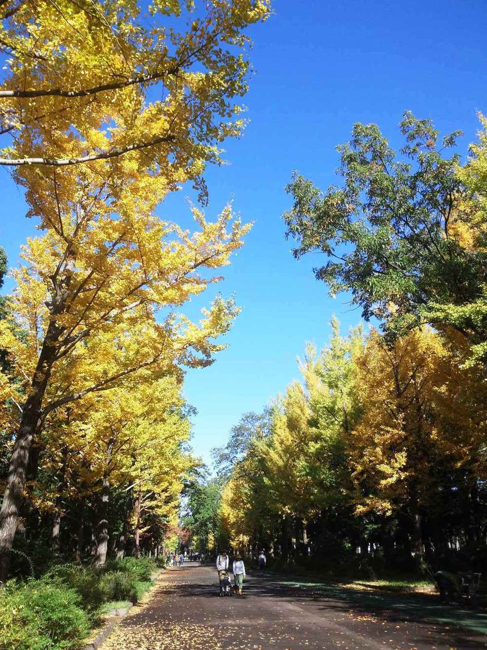 所沢航空記念公園-紅葉ＲＵＮの写真6