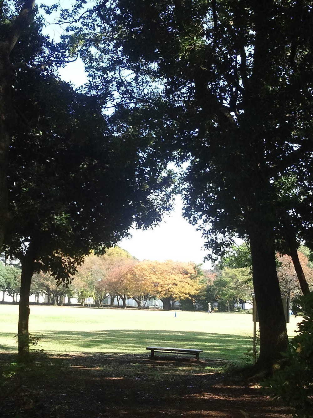 所沢航空記念公園-紅葉ＲＵＮの写真8