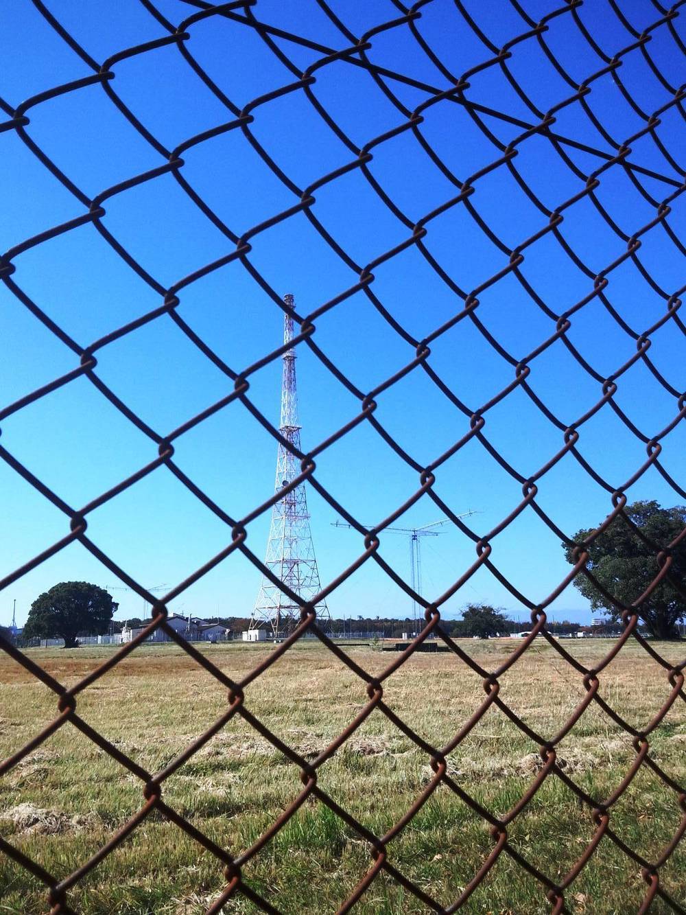 所沢航空記念公園-紅葉ＲＵＮの写真11