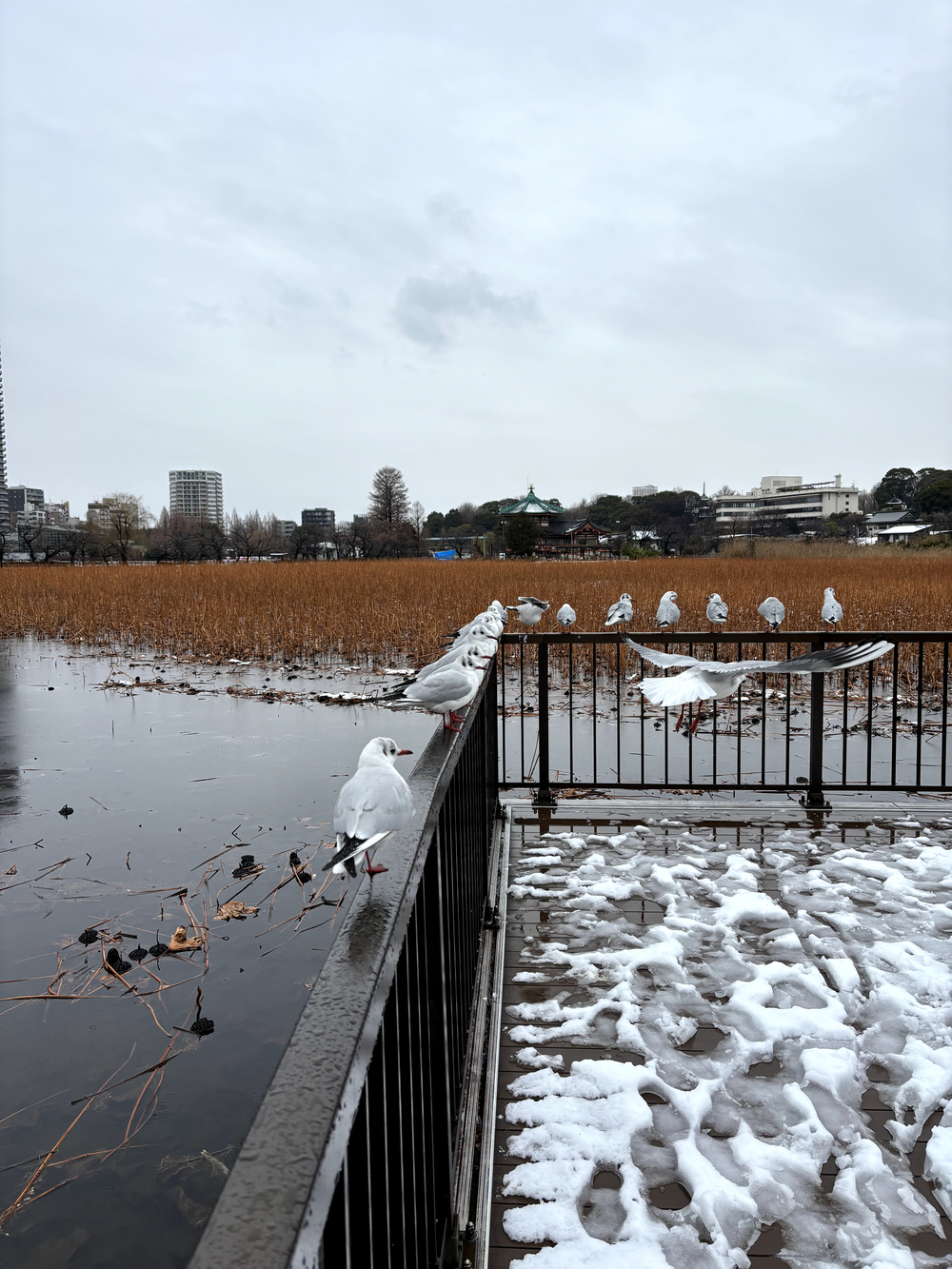 歌川広重と共にRUN 湯島天満宮の写真5