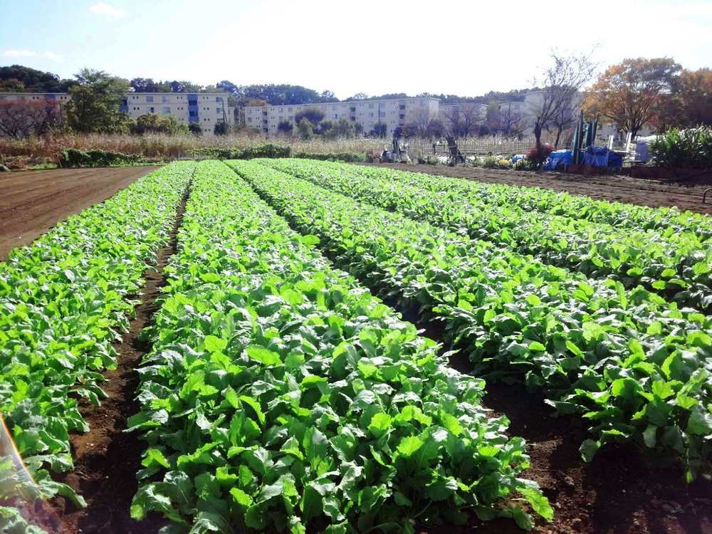 柳瀬川　秋津～清瀬の写真11