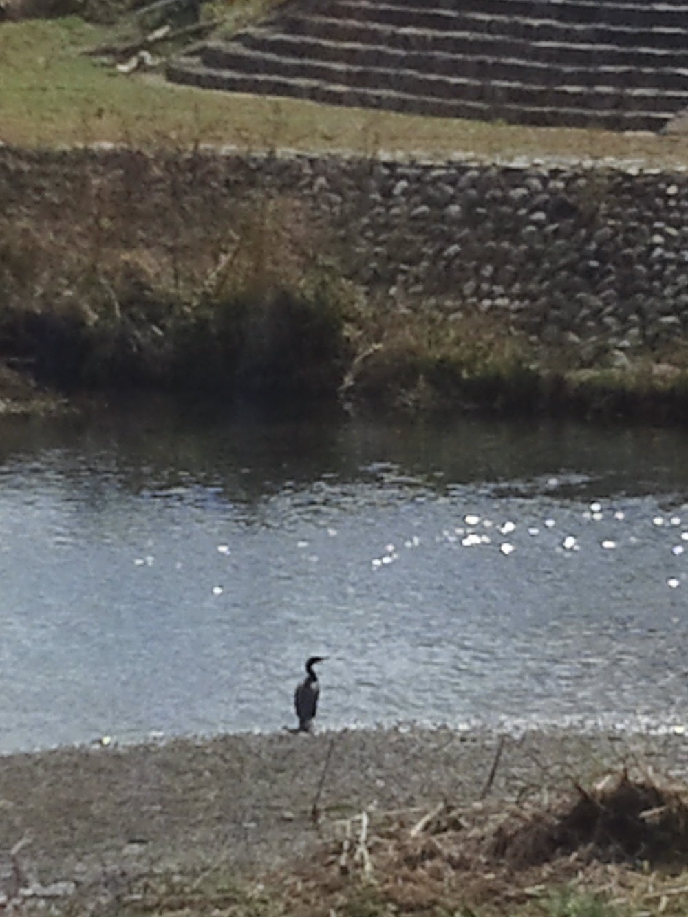 柳瀬川　秋津～清瀬の写真13