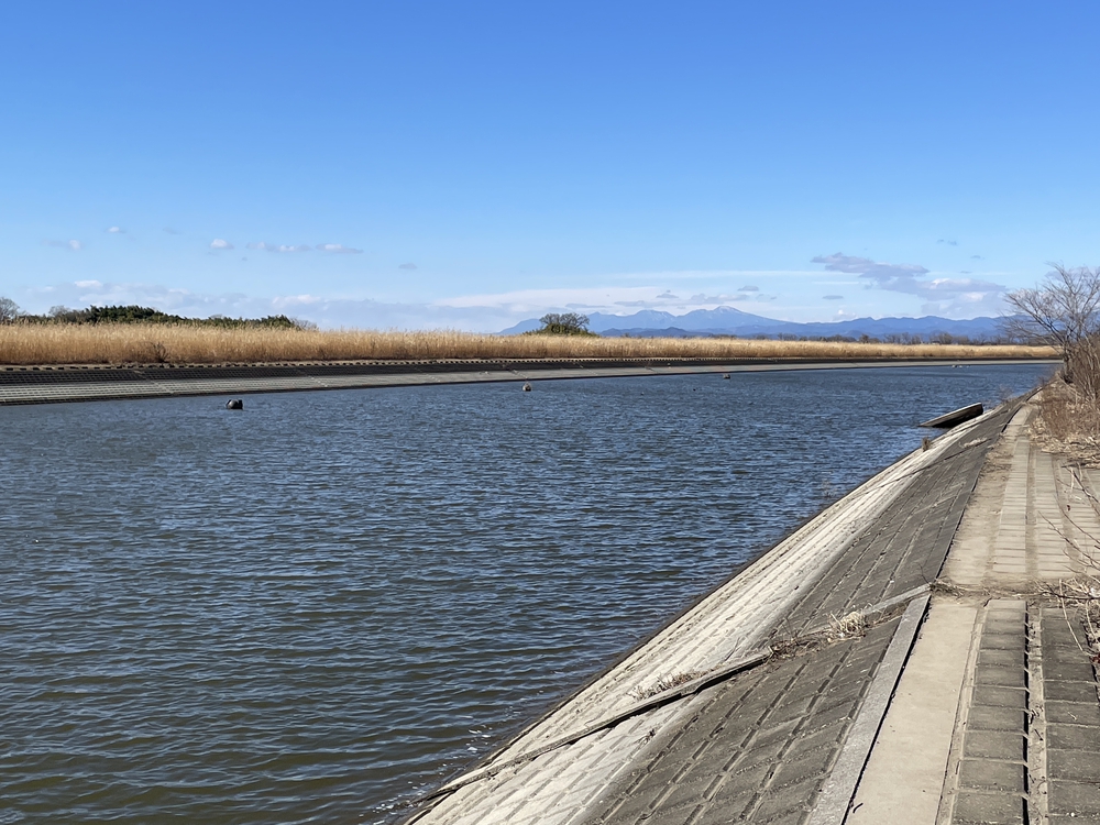 葦原の風を感じながら走る渡良瀬遊水地（谷中湖）一周の写真3