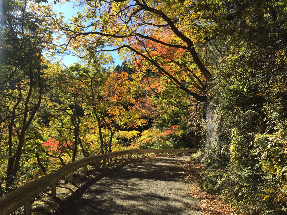 奥多摩ラン(軍畑〜奥多摩湖)の写真5