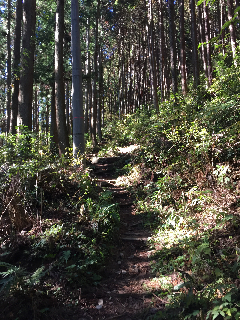 奥多摩ラン(軍畑〜奥多摩湖)の写真6