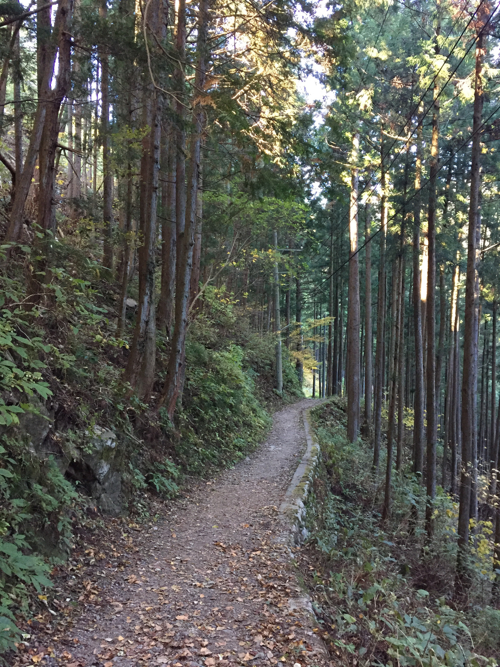 奥多摩ラン(軍畑〜奥多摩湖)の写真7
