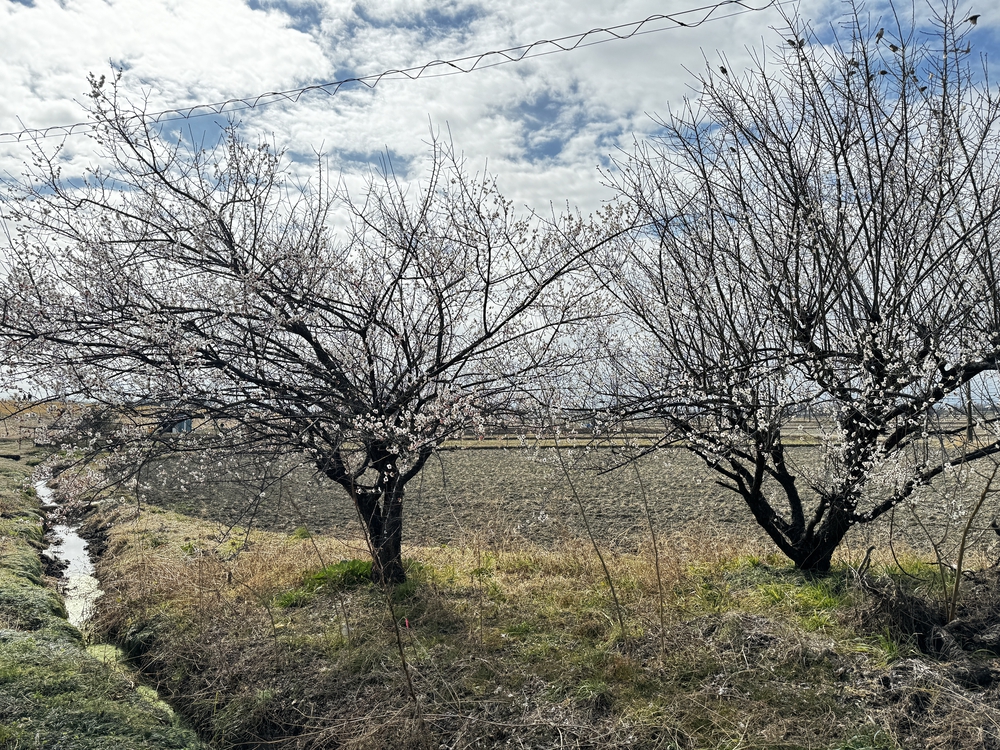 のんびりを満喫　荒川支流ラン24キロ　高坂駅〜南古谷駅の写真4